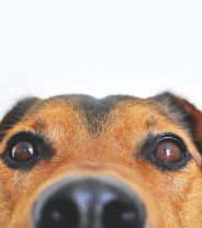 Can my dog have surgery for cataracts?