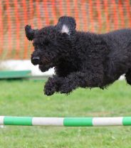 What's the best dog breed for agility?