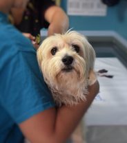Why you should choose your vet BEFORE you get your pet