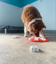Do puzzle feeders for dogs work, and what's the best one?