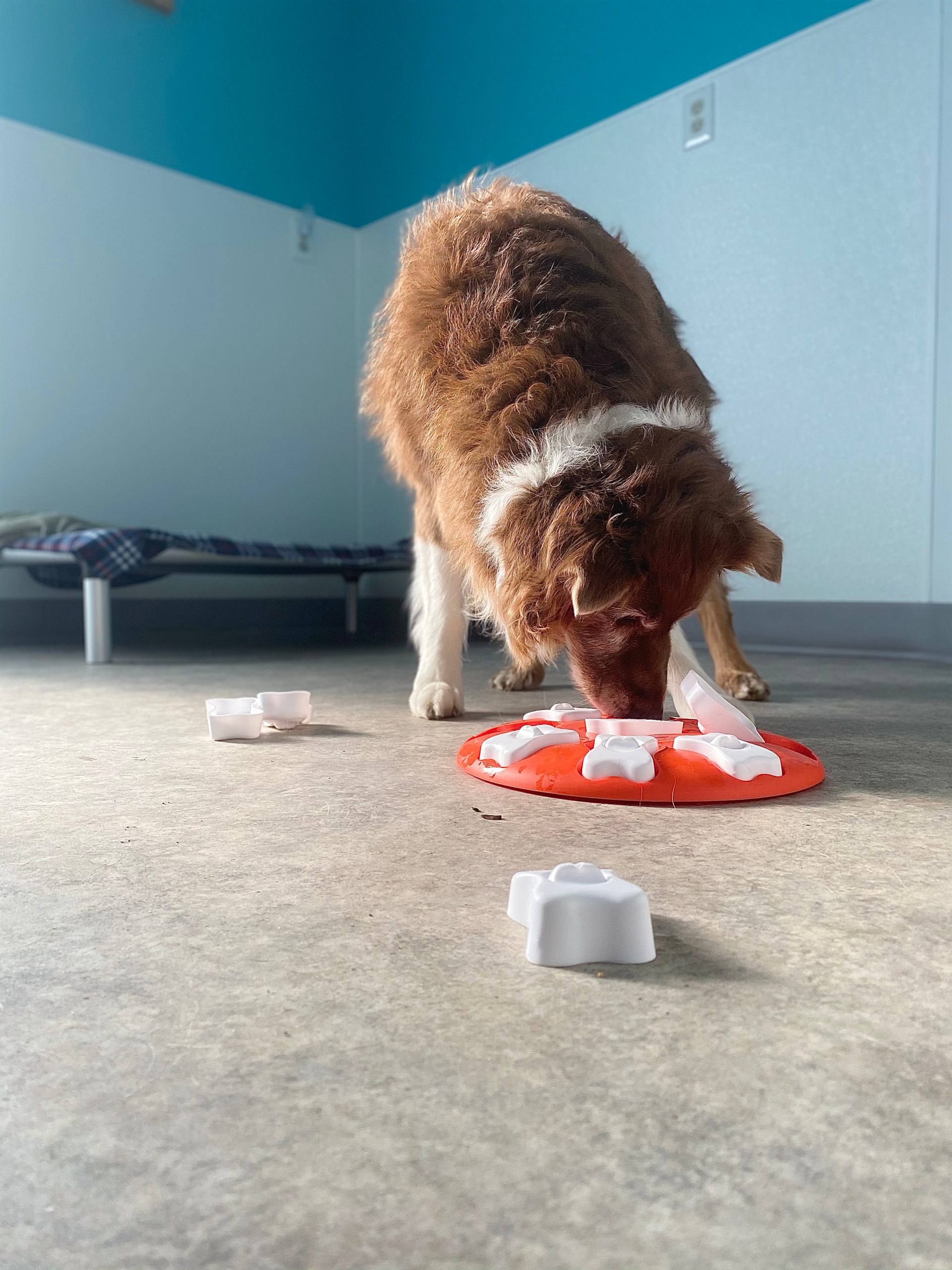 A Guide to Using Food Puzzle Toys with Your Dog