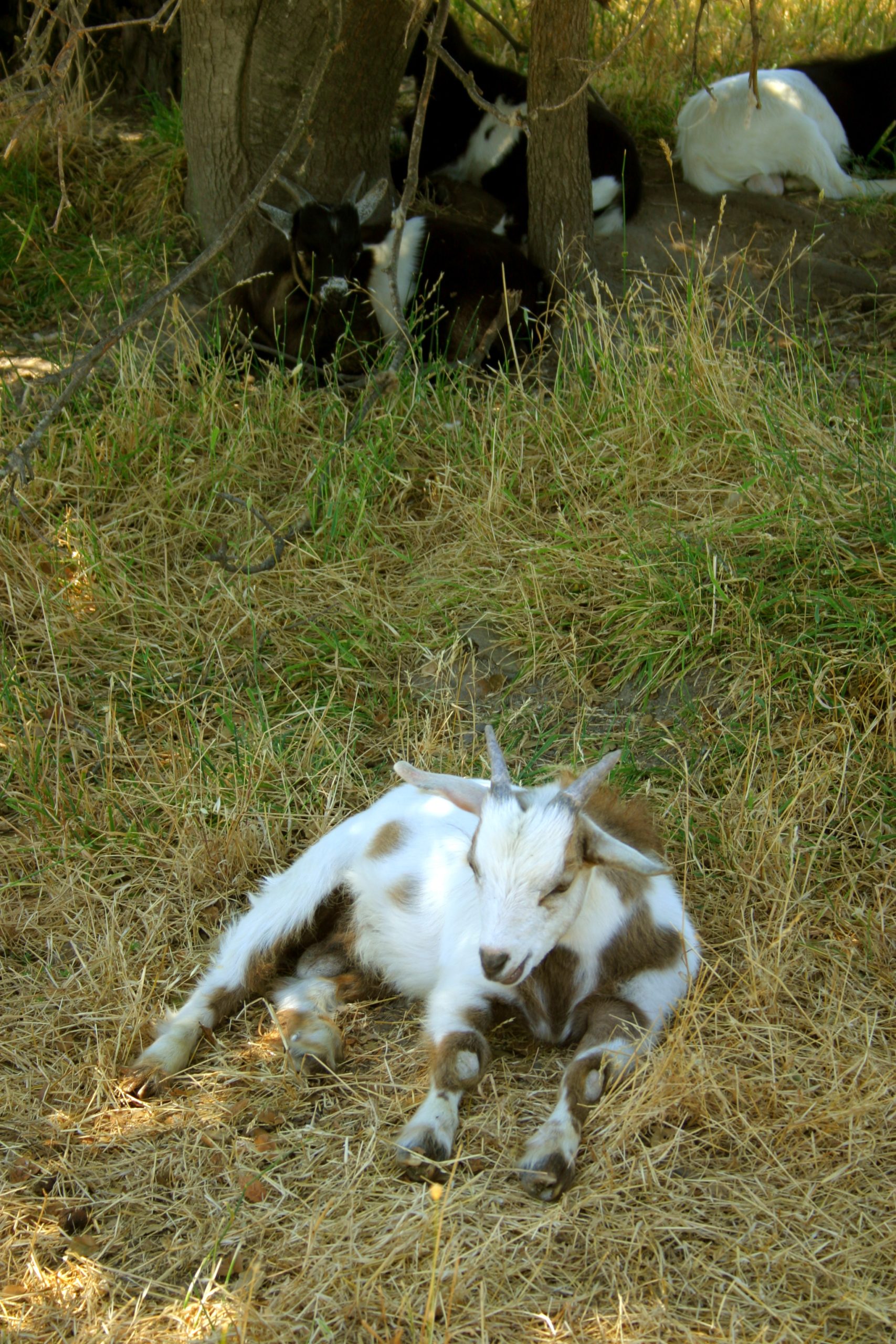 When goats faint do they suffer? All you need to know about this alarming phenomenon: - Vet Help Direct