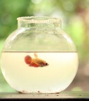 Is it Humane to Keep Goldfish in a Bowl?
