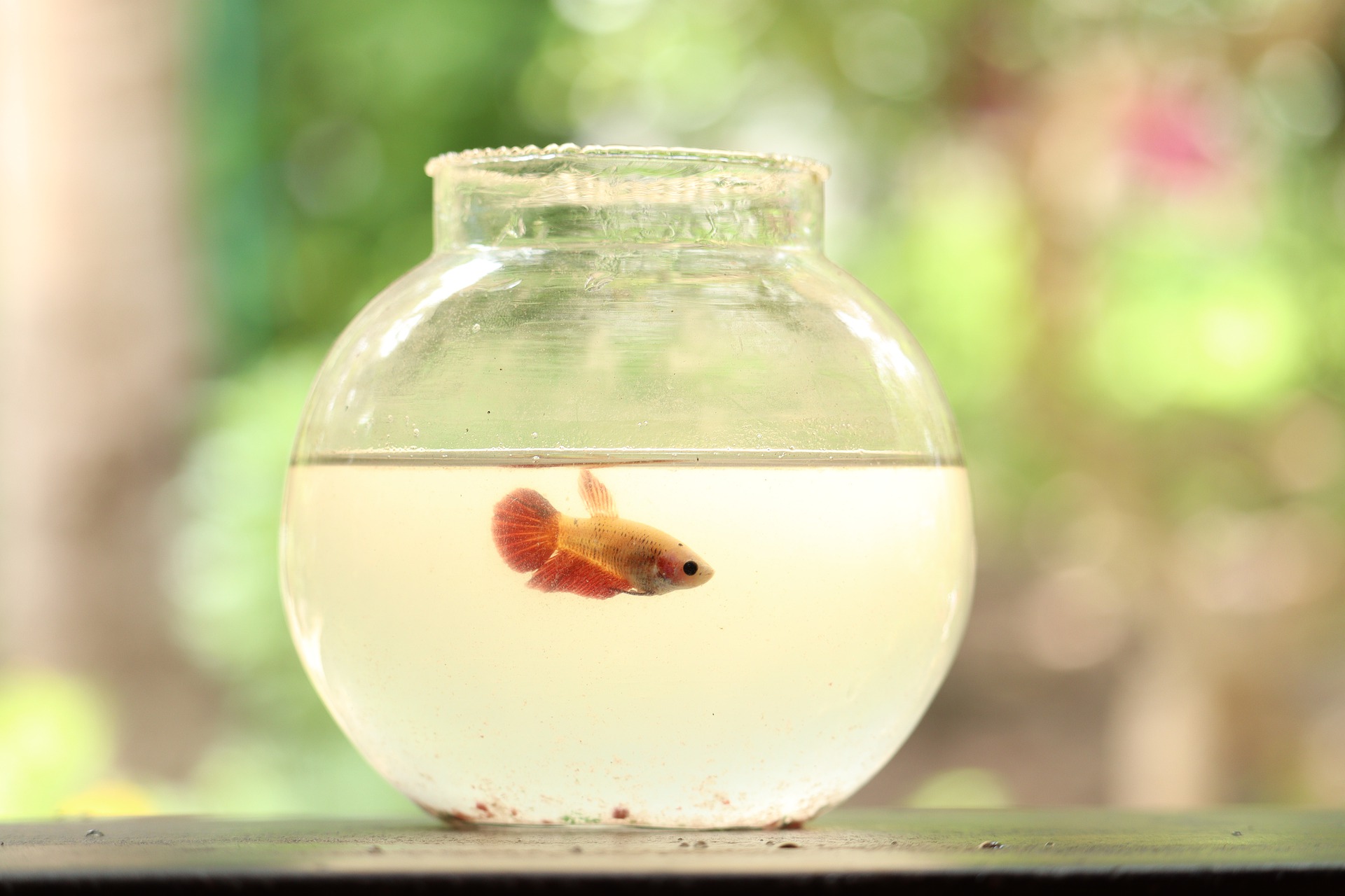 Is it Humane to Keep Goldfish in a Bowl? - Vet Help Direct