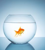 Is it Humane to Keep Goldfish in a Bowl?