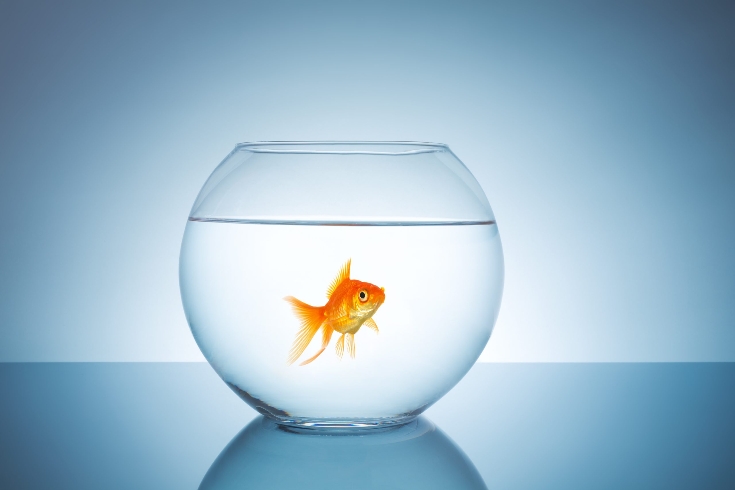 Is it Humane to Keep Goldfish in a Bowl? - Vet Help Direct