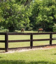 Can I bury my horse in the garden?