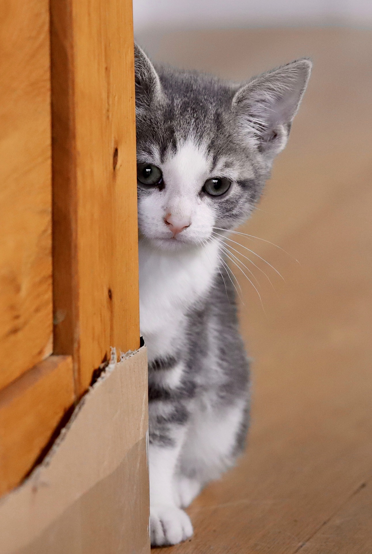 What a scaredy cat! The feline with a PERMANENTLY startled