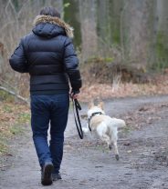 Exercise for dogs: does it matter how often they go out? Do they get used to it?