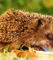 Can I help hedgehogs going into hibernation?
