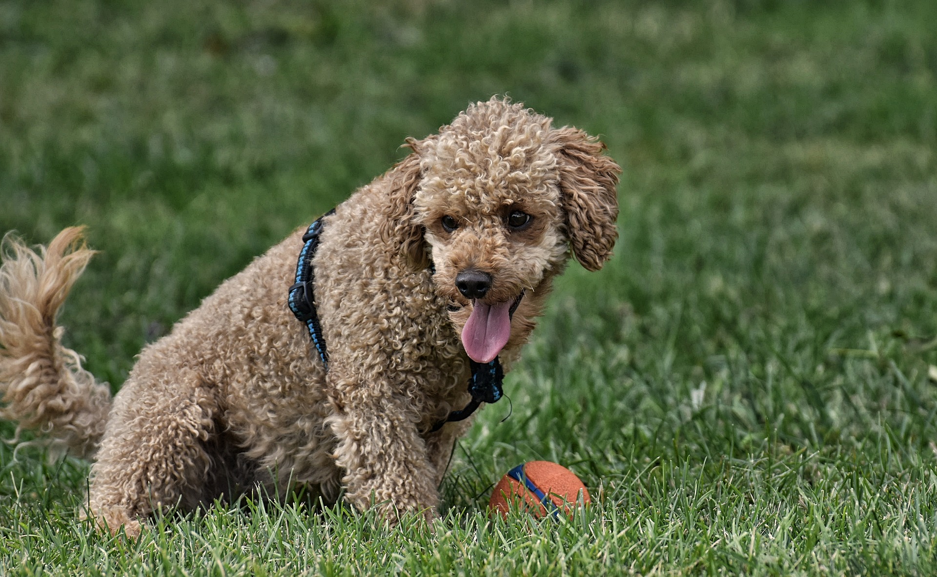 are poodles prone to diabetes