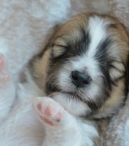 How to Care for a Newborn Puppy