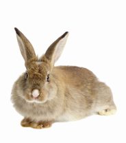 How to find a rabbit friendly vet