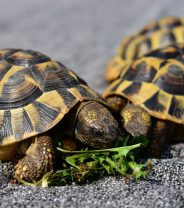 How do I Prepare my Tortoise for Hibernation?