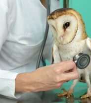 Wildlife care – why do vets normally recommend euthanasia?