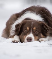 Does arthritis in dogs and cats get worse in bad weather?
