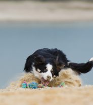 What's the best chase toy for herding dogs?