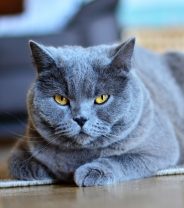 Could your cat be hiding pain?