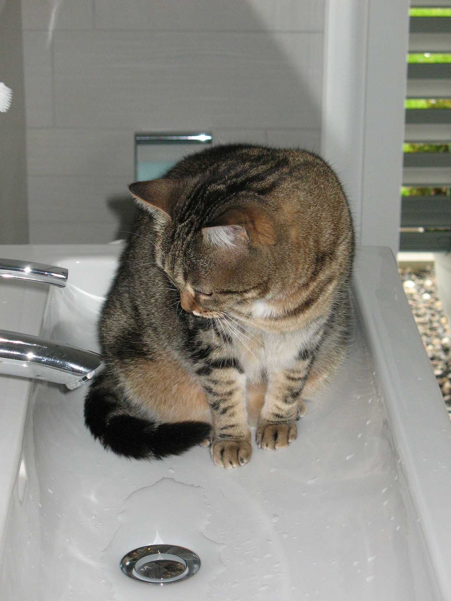 How Often Should Cats Bathe Vet Help Direct