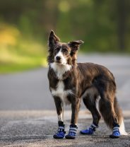Does my dog need boots in the winter?