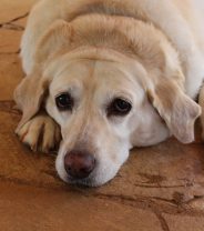 An Owner’s Guide to Labrador Weight Loss