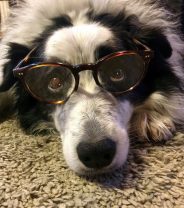 8 Signs your Dog is Smarter than Average