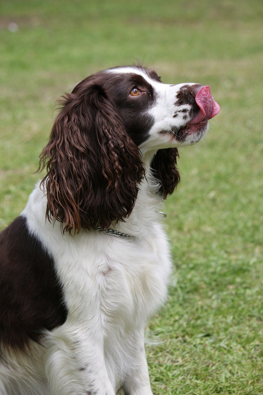 is lip licking a sign of stress in dogs