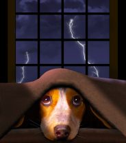 Why are dogs scared of thunder?