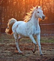 What type of insurance is best for my horse?