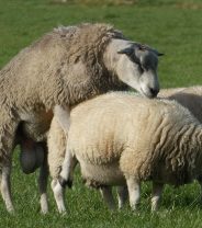 A (quick) guide to tupping for smallholders