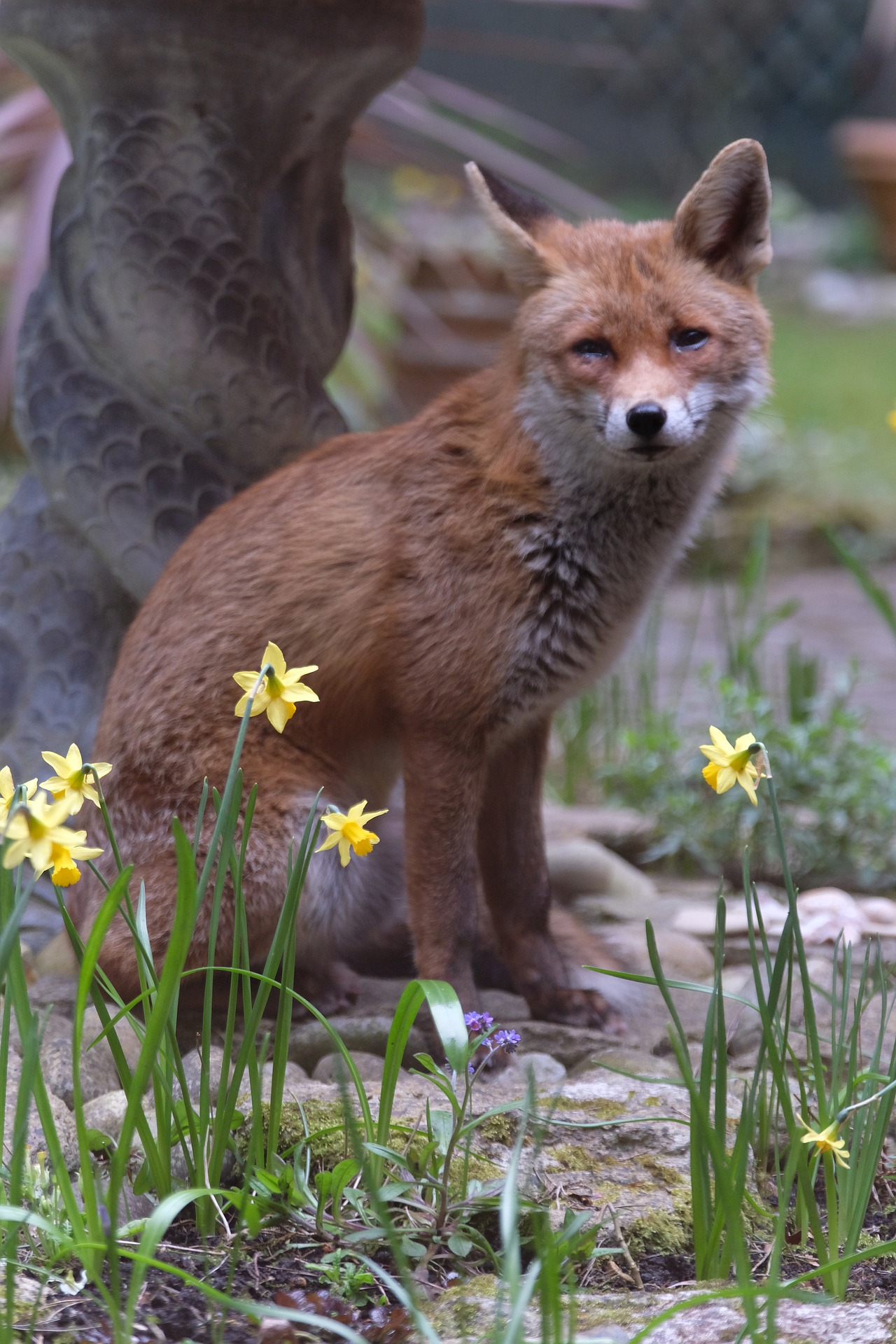 Vet foxes. Лиса городская. Лиса с нарциссом. Нарцисс Лисичка.