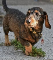 Do crossbreed dachshunds get back problems, or is it just purebreds?