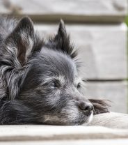 Do Older Dogs Still Need Regular Boosters?