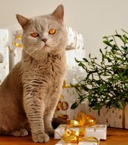 What does a cat REALLY want for Christmas?