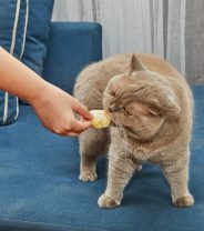 Can Cats Eat Crisps?