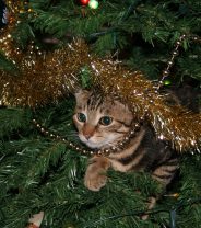 Cats and Christmas: A dangerous mix?