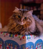 Why pets don’t make good presents