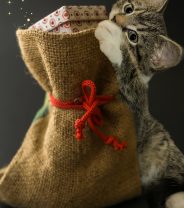 Best stocking fillers for Cats