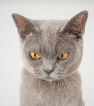 Are cats psychopaths?