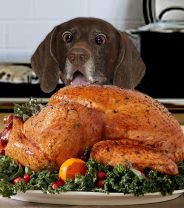 Christmas Dinners for Dogs