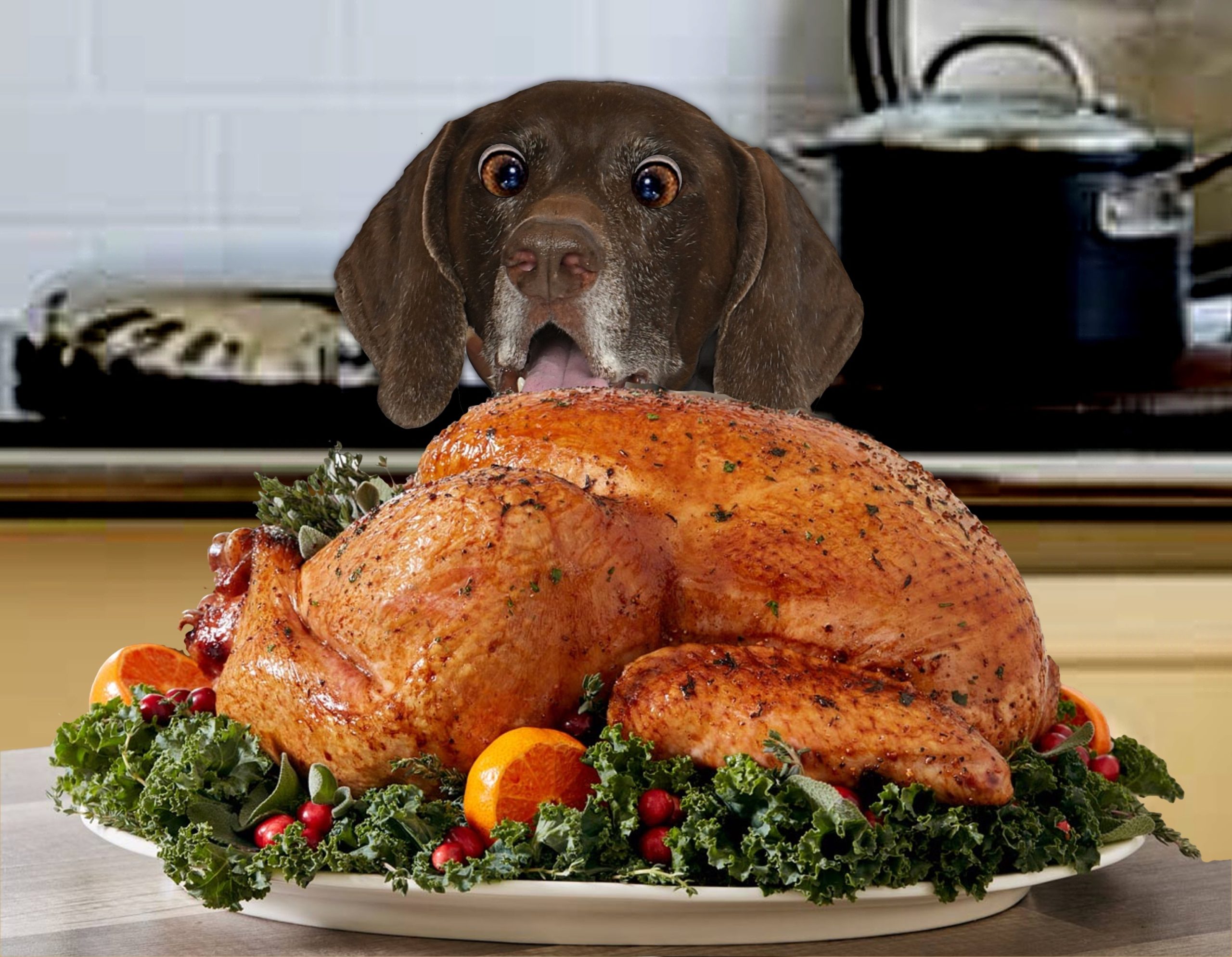 Christmas Foods Dogs Can and Can't Eat