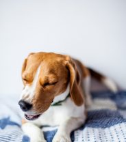 New cause of pneumonia in dogs?