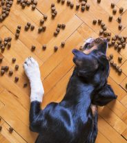 Is kibble safe for dogs?