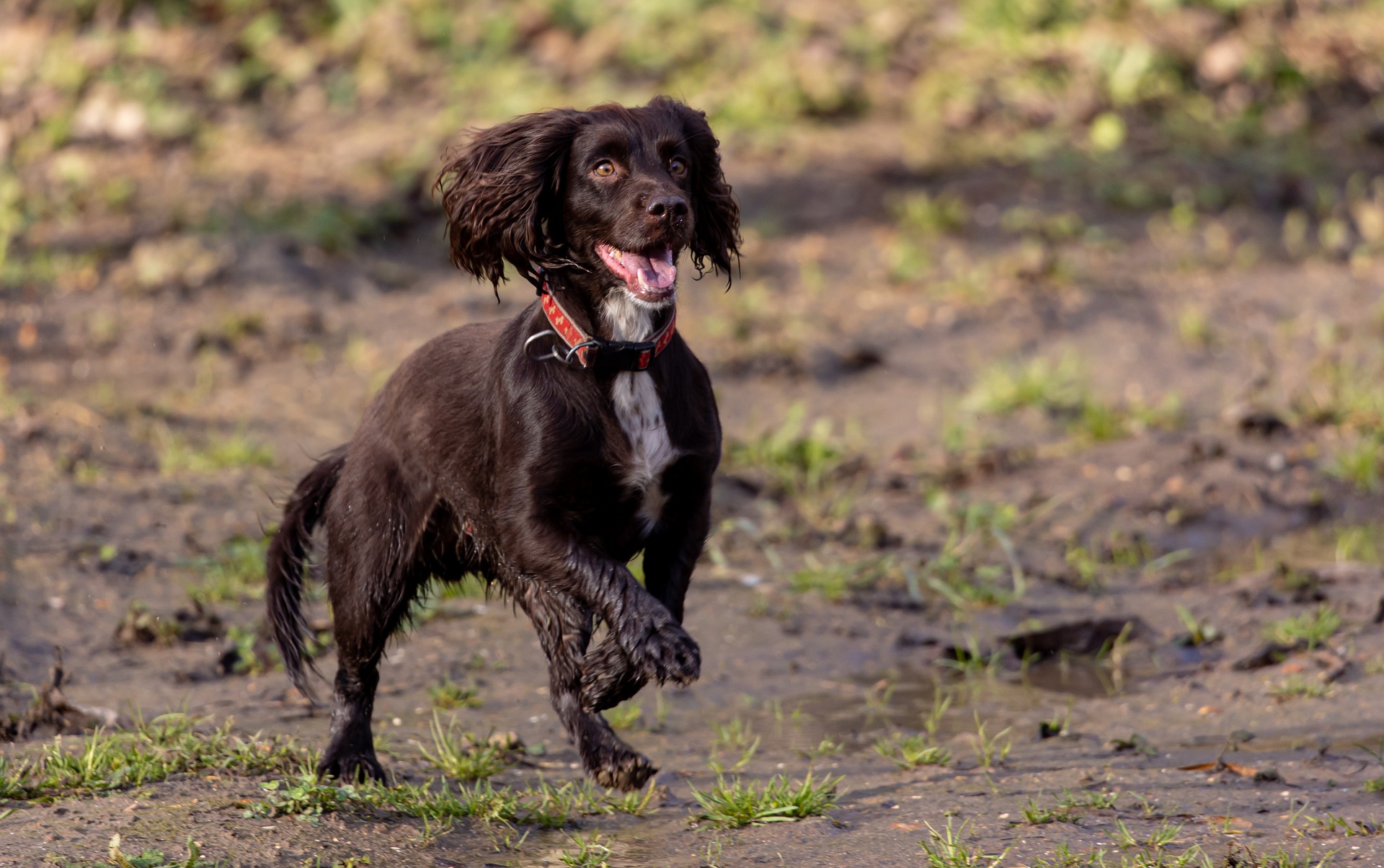 how many dogs have died from alabama rot