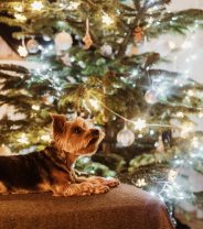 Best stocking fillers for Dogs