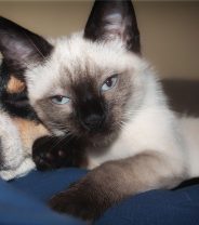 What's the best cat breed for people with dogs?
