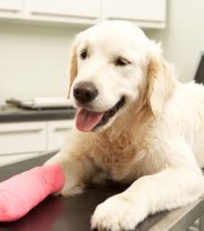 Can arthritis in dogs be fixed with surgery?