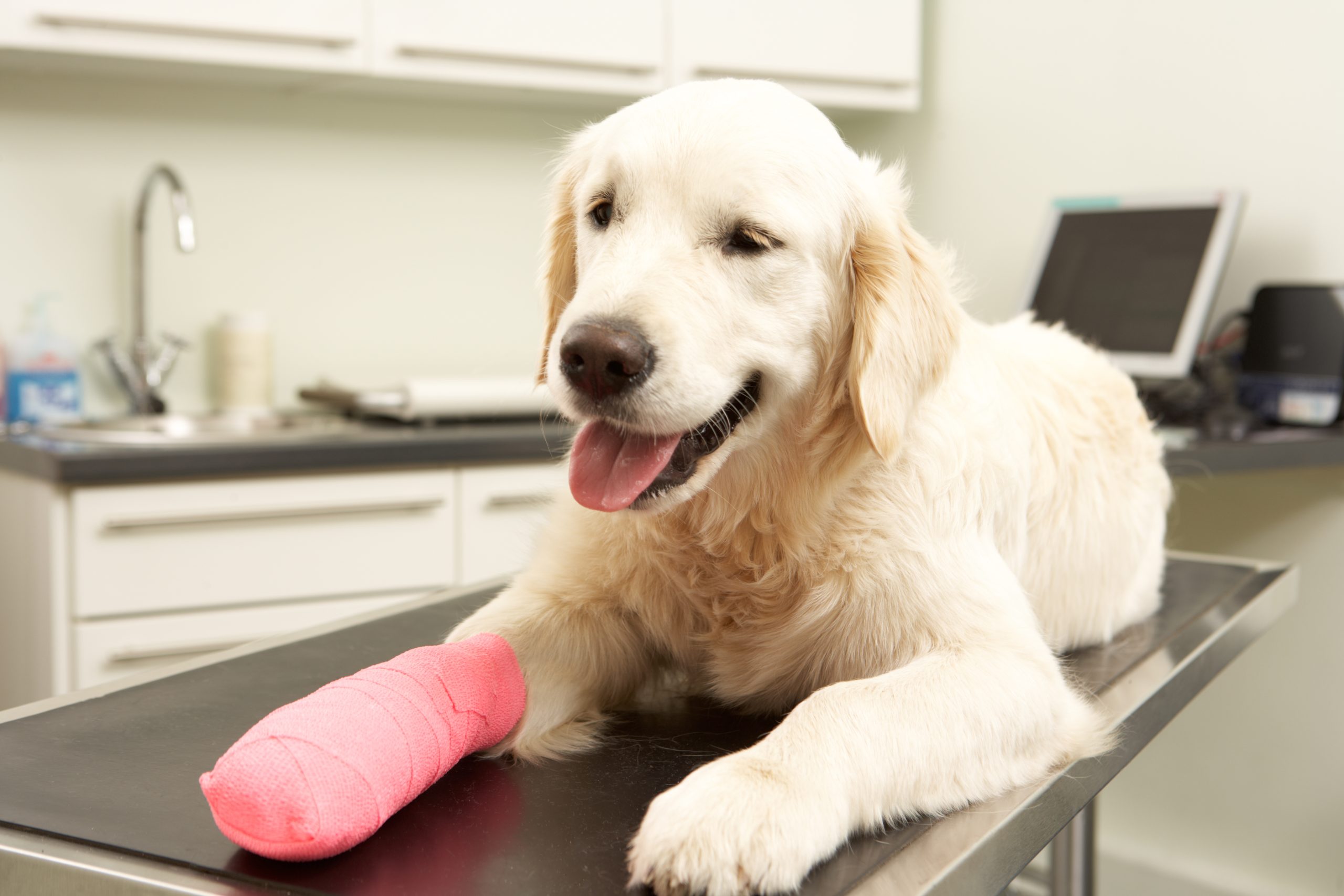 Dog with leg bandaged in vets