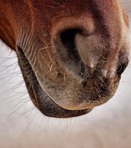 Pergolide can cause your horse to lose its appetite- why this happens and how to help your horse