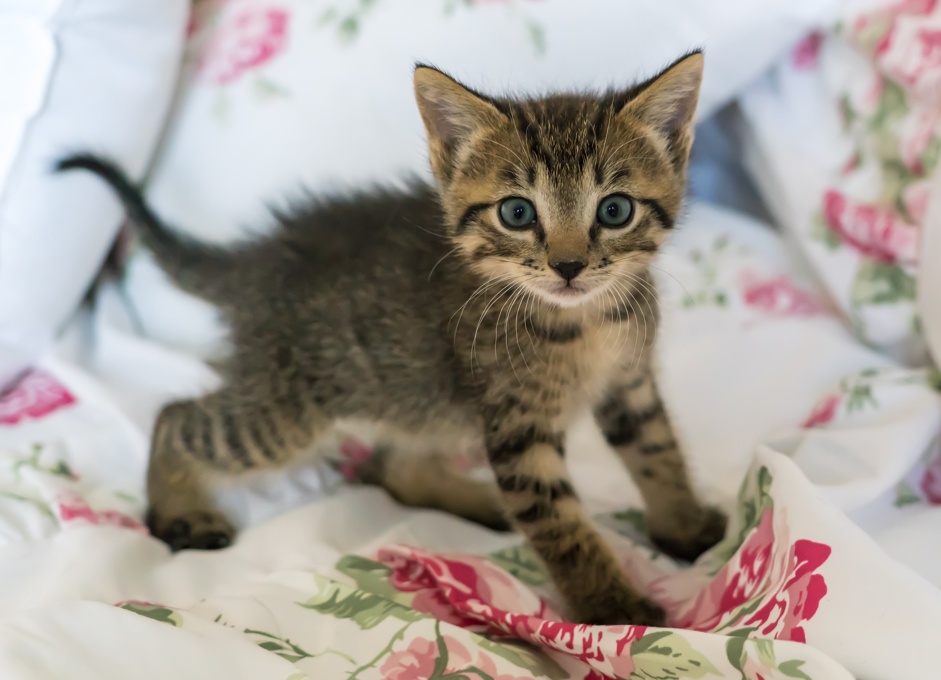 How often should you feed a 7 week outlet old kitten